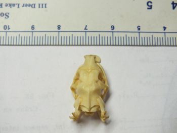 Media type: image;   Herpetology R-4211